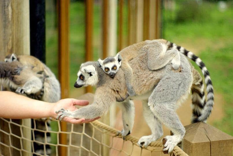 A ring-tailed lemur, with a baby on its back, is sat on a wire fence reaching out it's hand to a passer-by. 