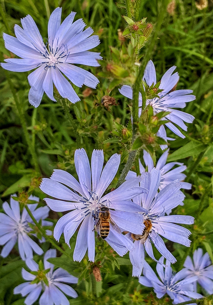 Blue flowers growing.