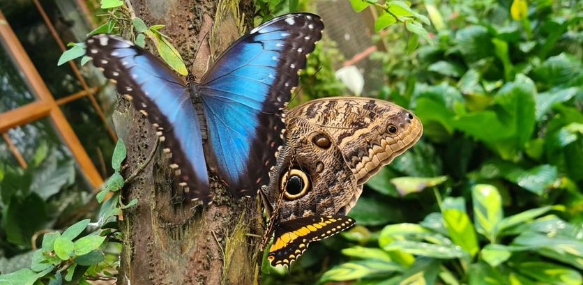 Several different breeds of butterfly resting on a tree trunk.