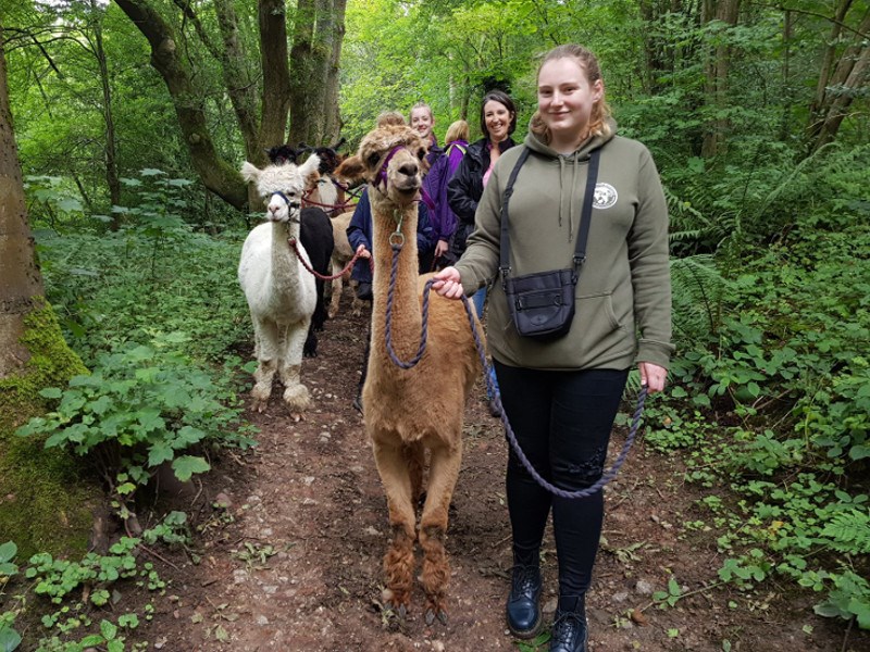 A group of people out walking with Alpacas.
