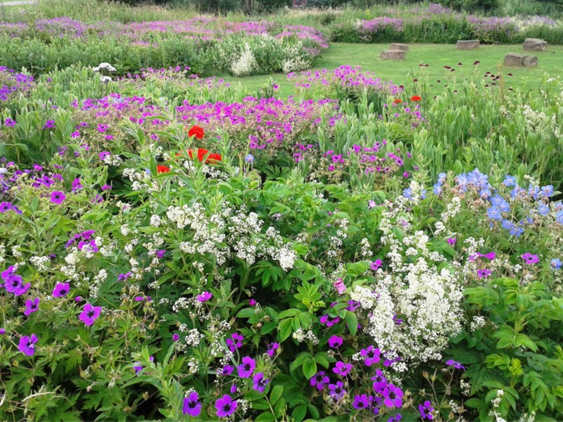 Wild flowers at Manor Fields Park.