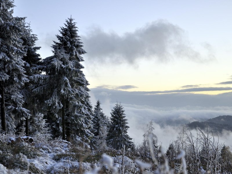 Fir trees in the Black Forest at dawn. Everywhere is dusted with snow and their is fog visible in the lowlands beyond.