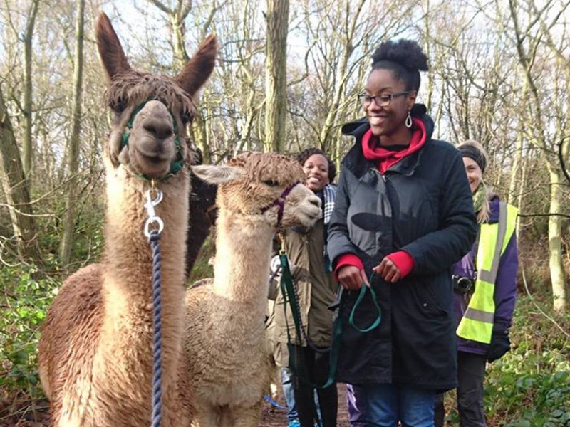 A group of people out walking with Alpacas.