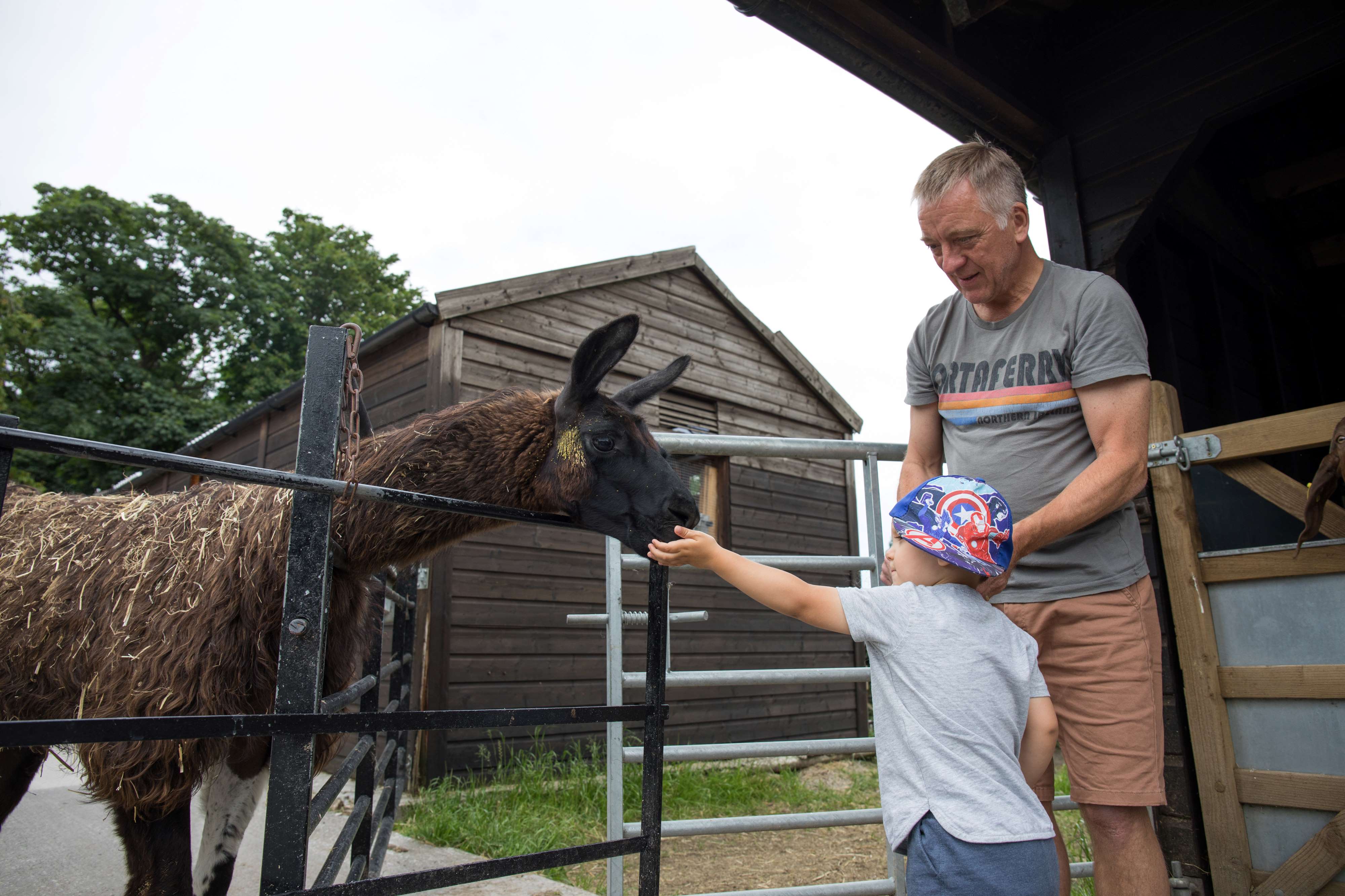 A small child, stood with a man, feed a lama at Graves Park Animal Farm.