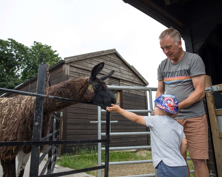 A small child, stood with a man, feed a lama at Graves Park Animal Farm.