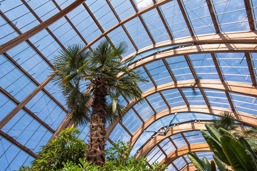The glass and wood arched roof in the Winter Garden.