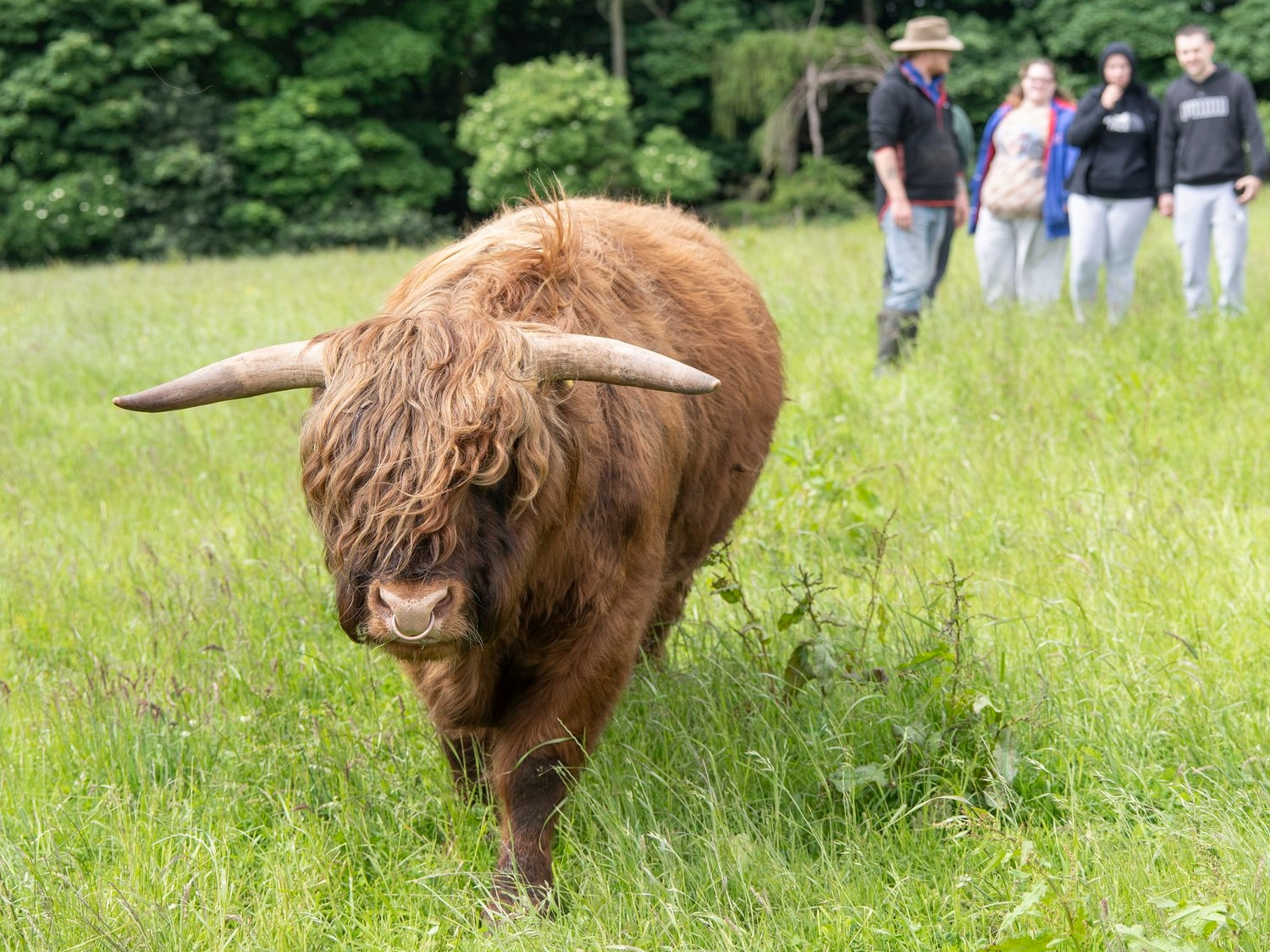 Three people and a guide looking at a Highland cow.