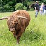 Three people and a guide looking at a Highland cow.