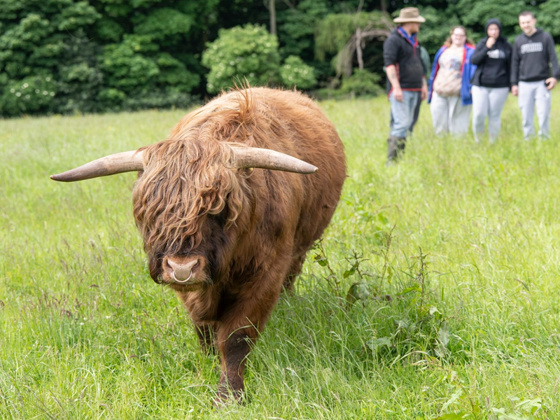 Three people and a guide looking at a Highland cow.