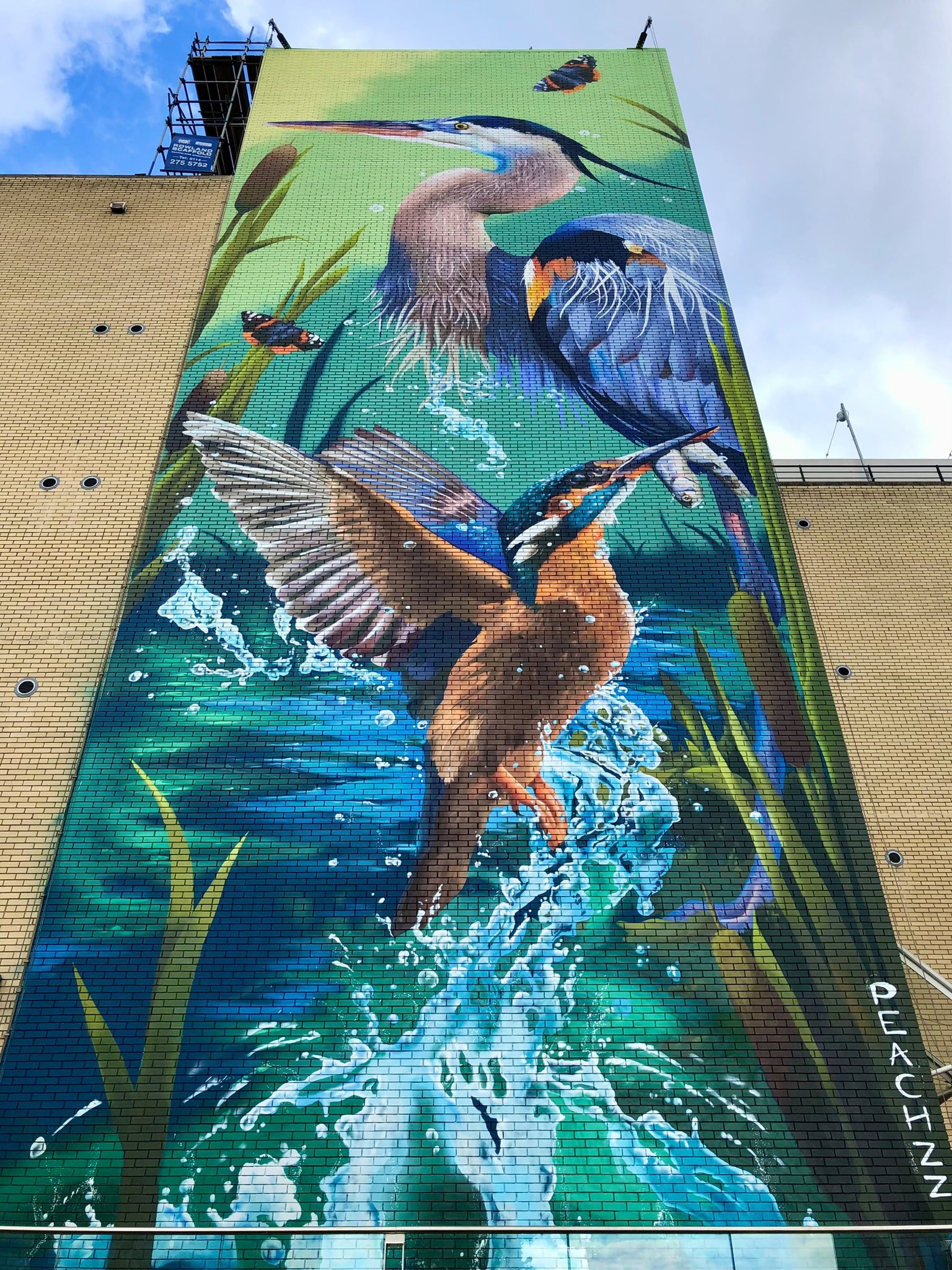 A mural covers the side of a multi story building depicting a heron and a kingfisher in a river.