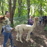 A group of people out walking with Alpacas.