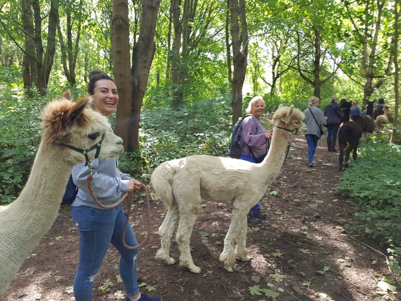 A group of people out walking with Alpacas.