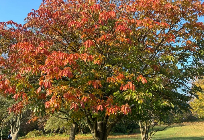Trees at  The Botanical Gardens in Sheffield.