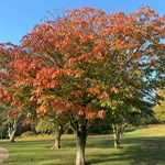 Trees at  The Botanical Gardens in Sheffield.