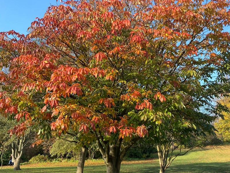 Trees at  The Botanical Gardens in Sheffield.