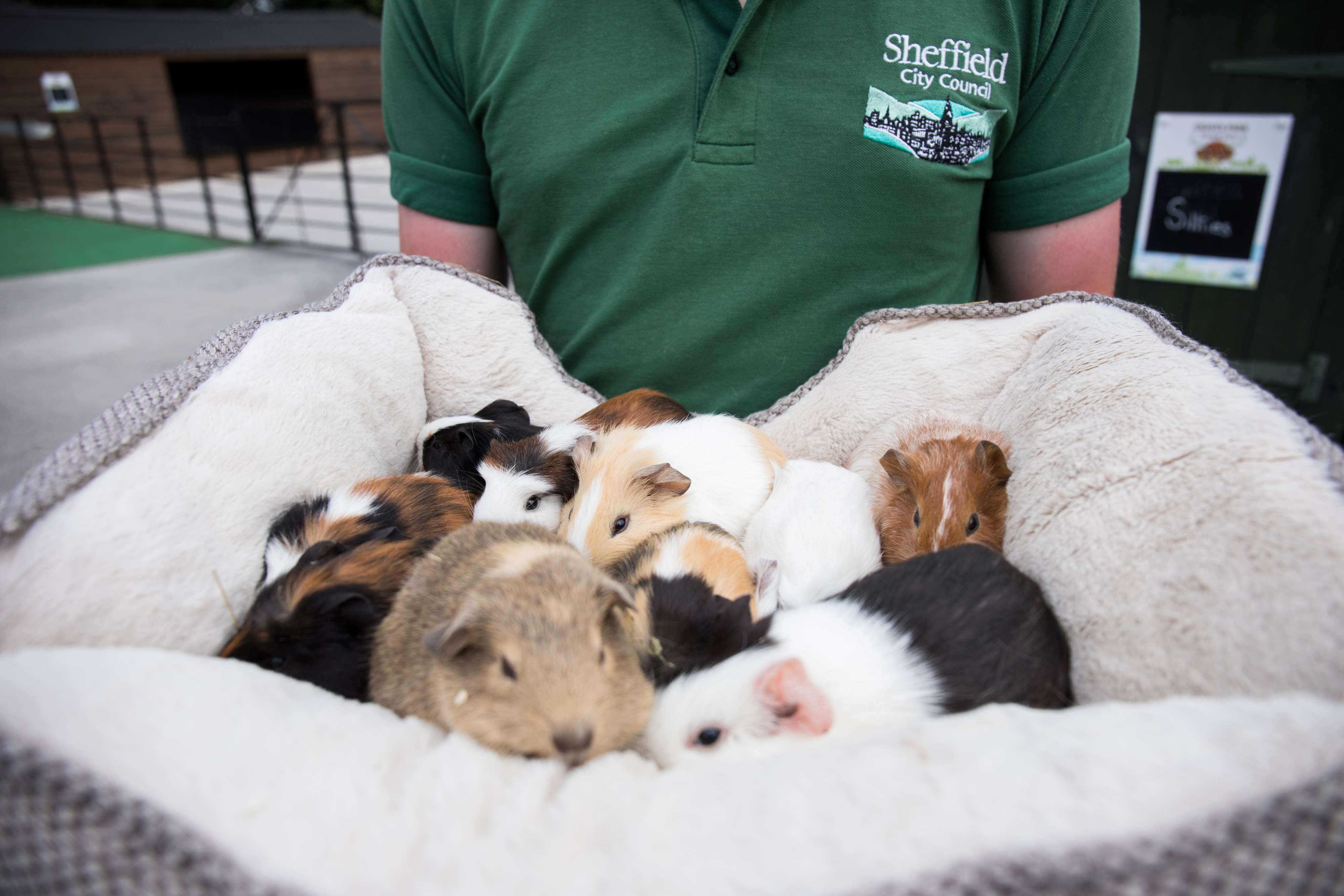 A pile of guinea pigs asleep in a cosy bed.