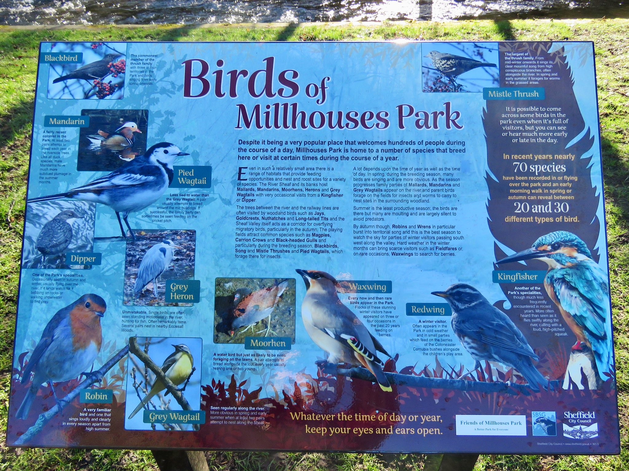 An information board about birds in Millhouses Park.