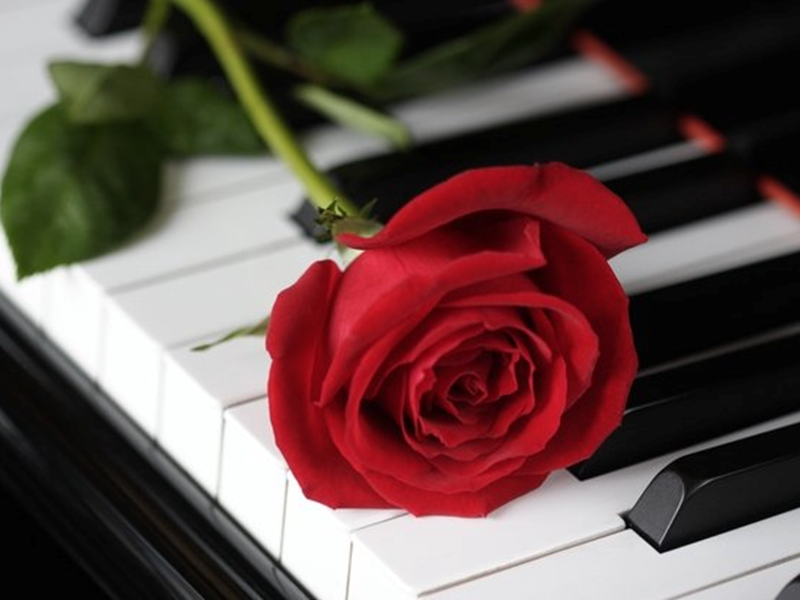 A red rose lying on a piano keyboard.