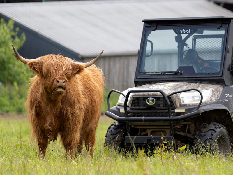A Highland cow standing in a field next to an ATV.