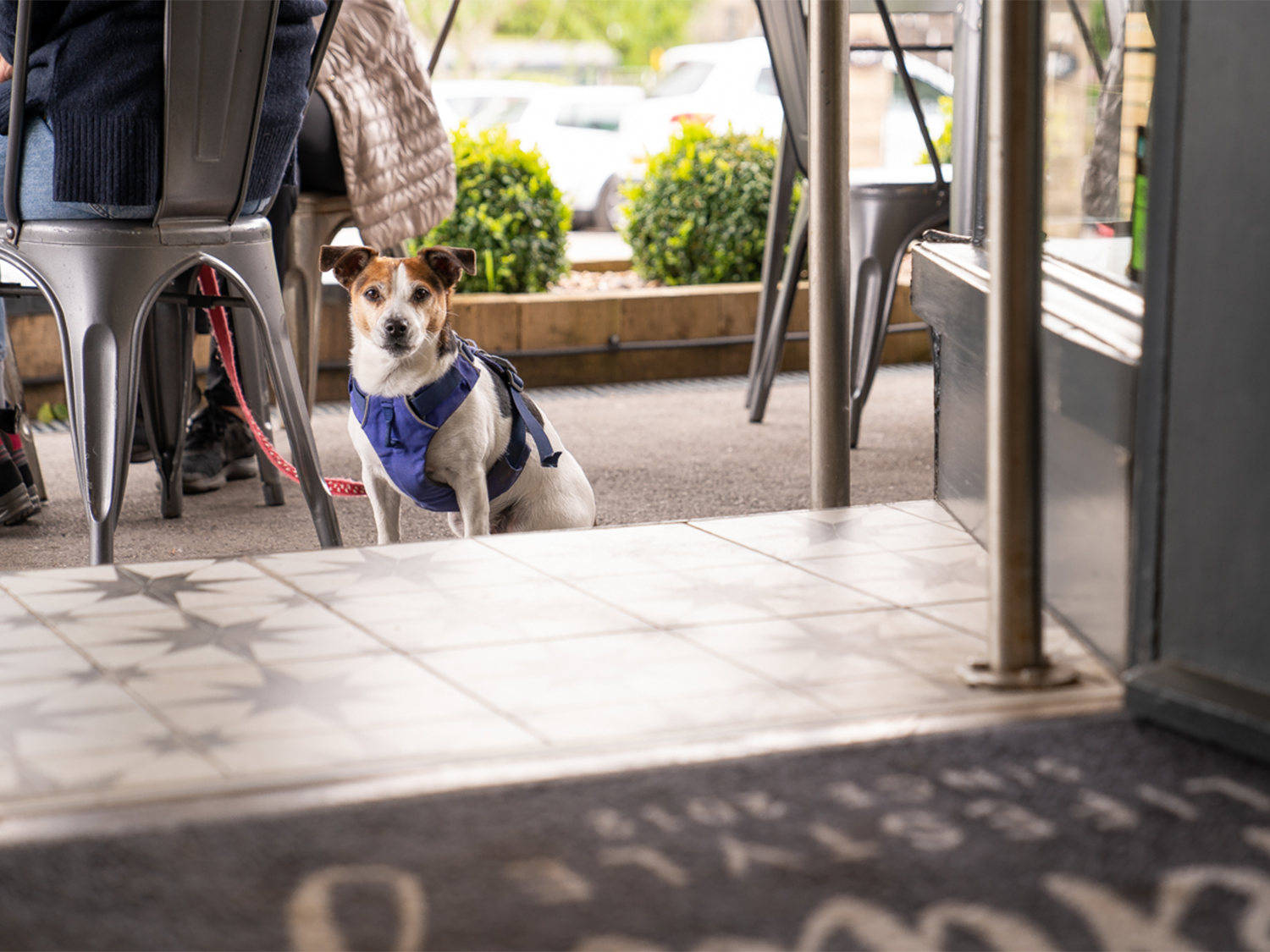 A  small dog sit outside looking in through a doorway.