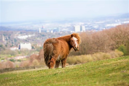 A small brown pony stands on a grassy hillside, looking toward the camera. The background shows a panoramic view of a distant city with scattered buildings and trees, partially hazy under a pale sky. The scene combines rural and urban elements, highlighting open countryside in the foreground and cityscape in the distance.
