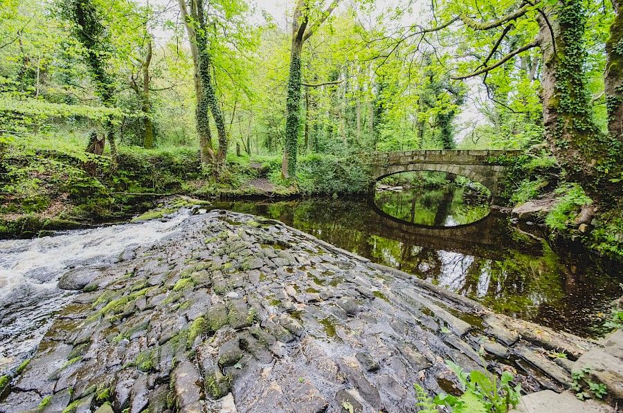 Rivelin Valley Trail walk, with the trees reflecting in the water.