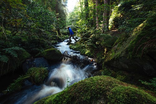 walker crossing mossy stepping stones over babbling brook at Wyming Brook Nature Reserve
