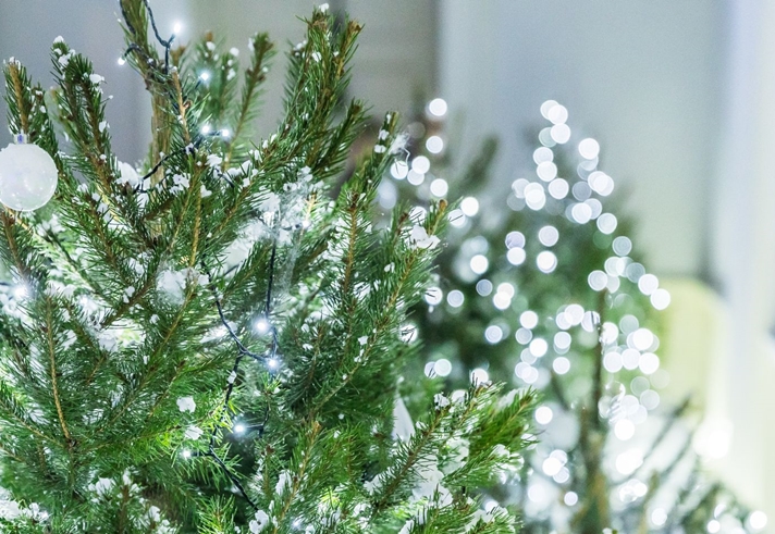 A Christmas tree.