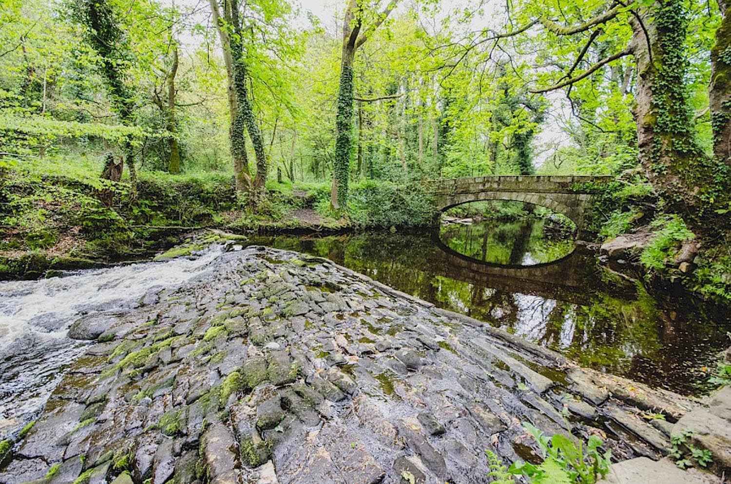 A serene woodland scene featuring a gently flowing stream with a small stone weir in the foreground. The water cascades over moss-covered rocks into a calm pool, reflecting the surrounding greenery. In the background, a rustic stone arch bridge spans the stream, surrounded by tall trees with bright green leaves and ivy-covered trunks, creating a lush, tranquil atmosphere.