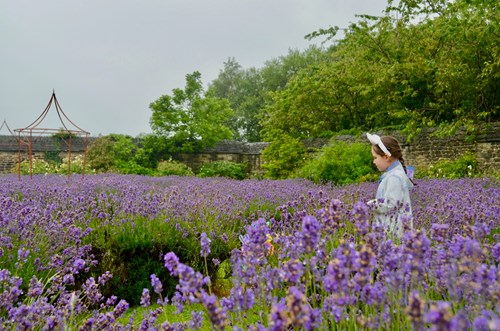 A person stands in a large field of blooming purple lavender flowers, surrounded by greenery and trees. In the background, there is a stone wall and a decorative metal structure. The sky is overcast, giving the scene a soft, muted light.