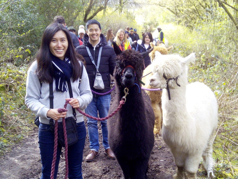 A group of people out walking with Alpacas.