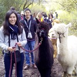 A group of people out walking with Alpacas.