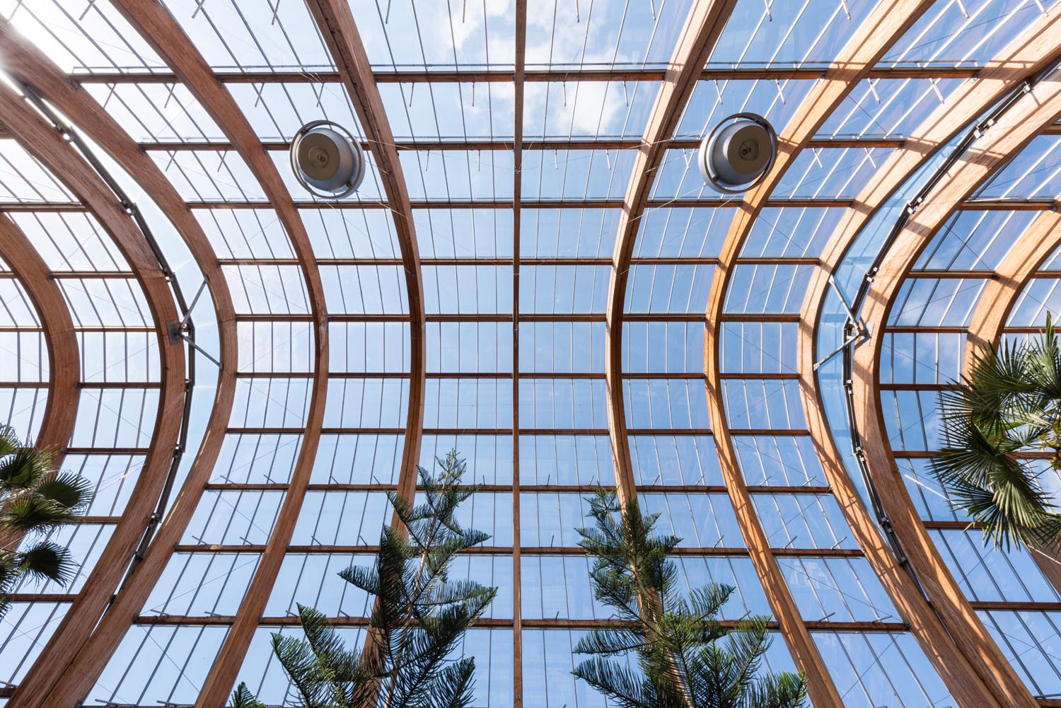 The roof of the Sheffield Winter Garden.
