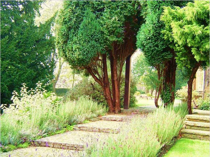 A path running through some trees.