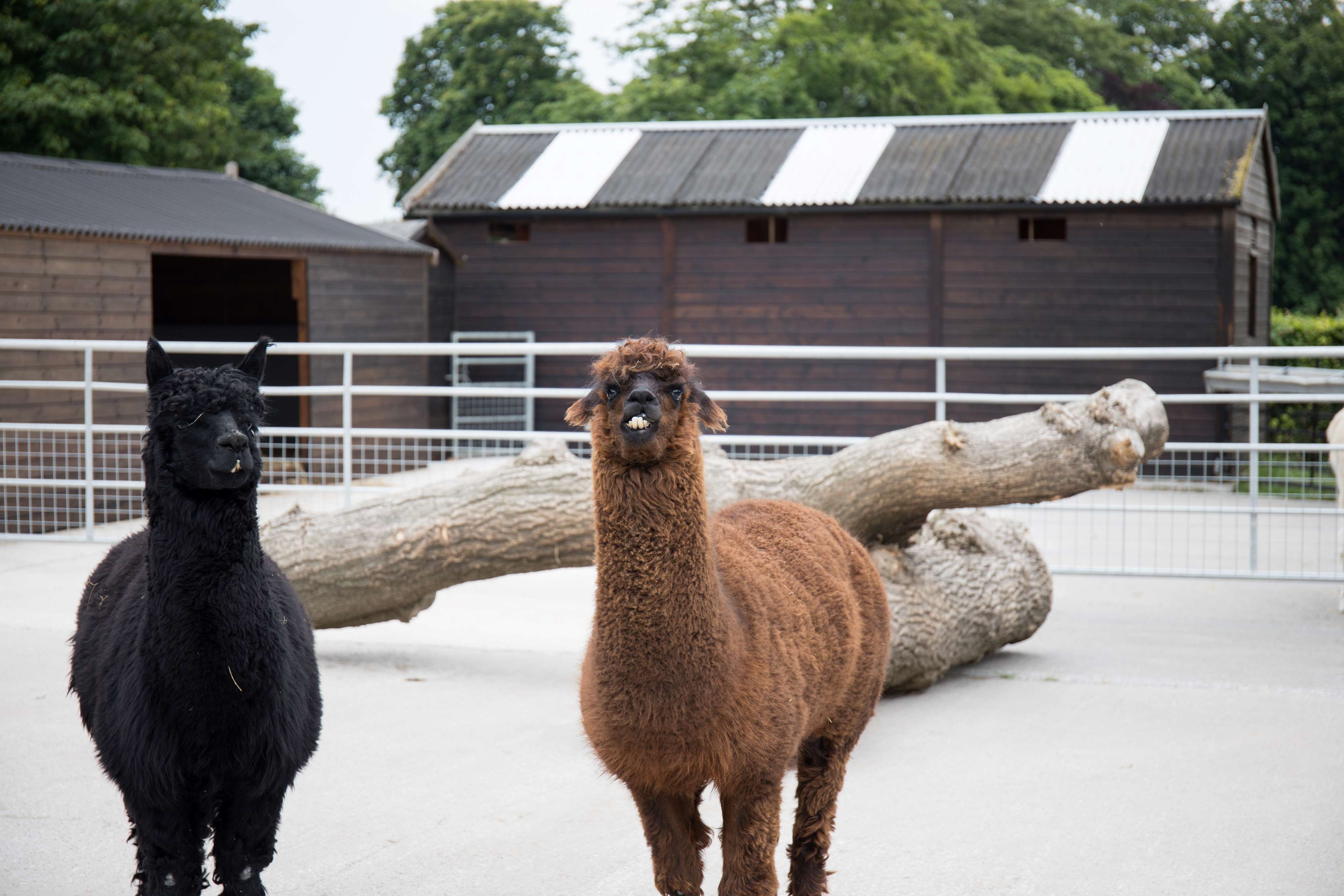 Two lamas at the animal farm at Graves Park.