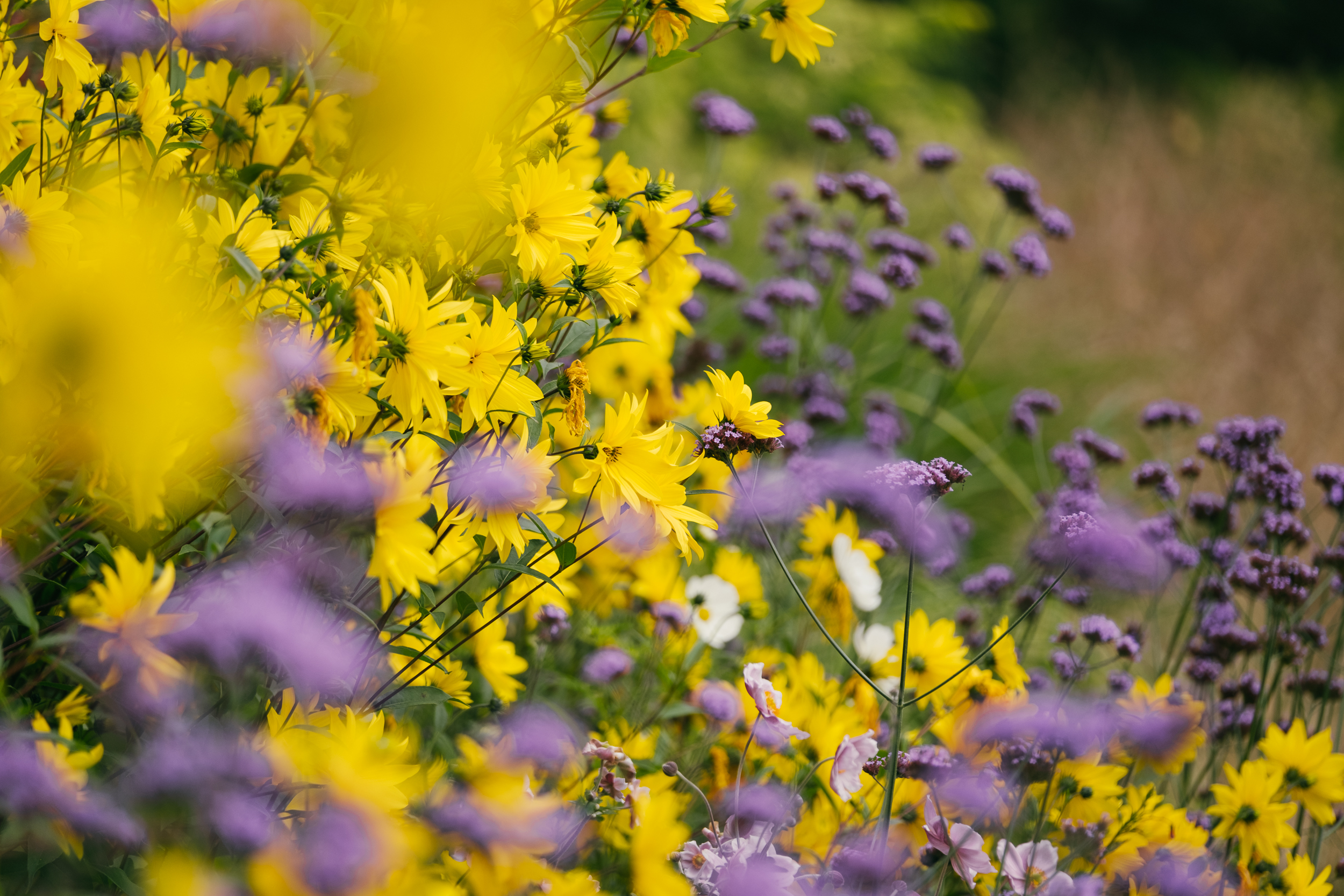 A bank of yellow of purple flowers at Sheffield Botanical Gardens.
