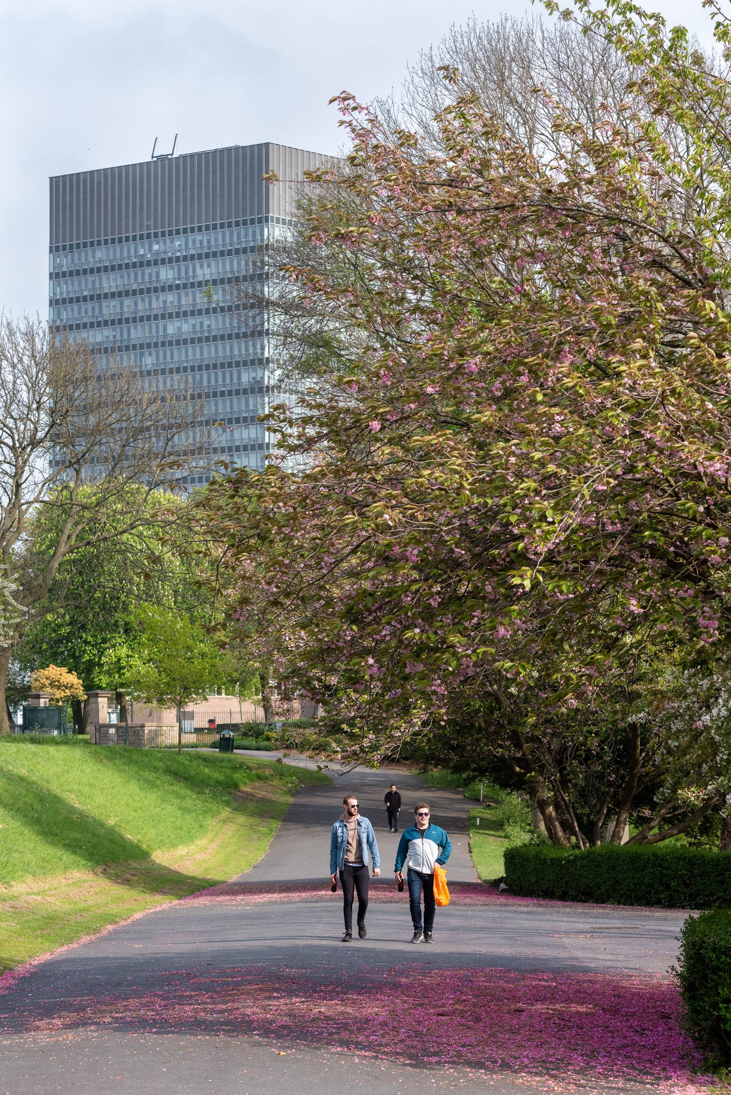 Two people walking along a paved path in a park lined with green grass and trees covered in pink blossoms. Fallen petals create a pink layer on the ground. In the background, a tall modern building rises above the trees under a partly cloudy sky.