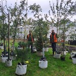 Two people in high viz vest are stand on a grassy area surrounded by trees (with their root balls in bags) that are ready to be planted.
