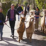A group of people out walking with Alpacas.