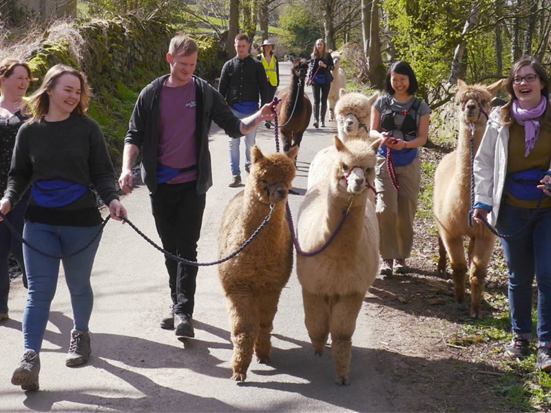 A group of people out walking with Alpacas.
