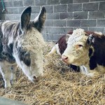 Cows at Whirlow Hall Farm.