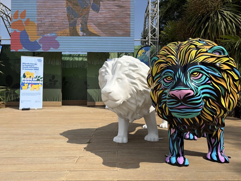 A painted lion designed by artist Tom J Newell