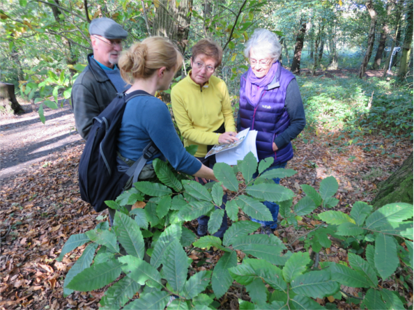 Four people having a leisurely walk in Ecclesall Woods.