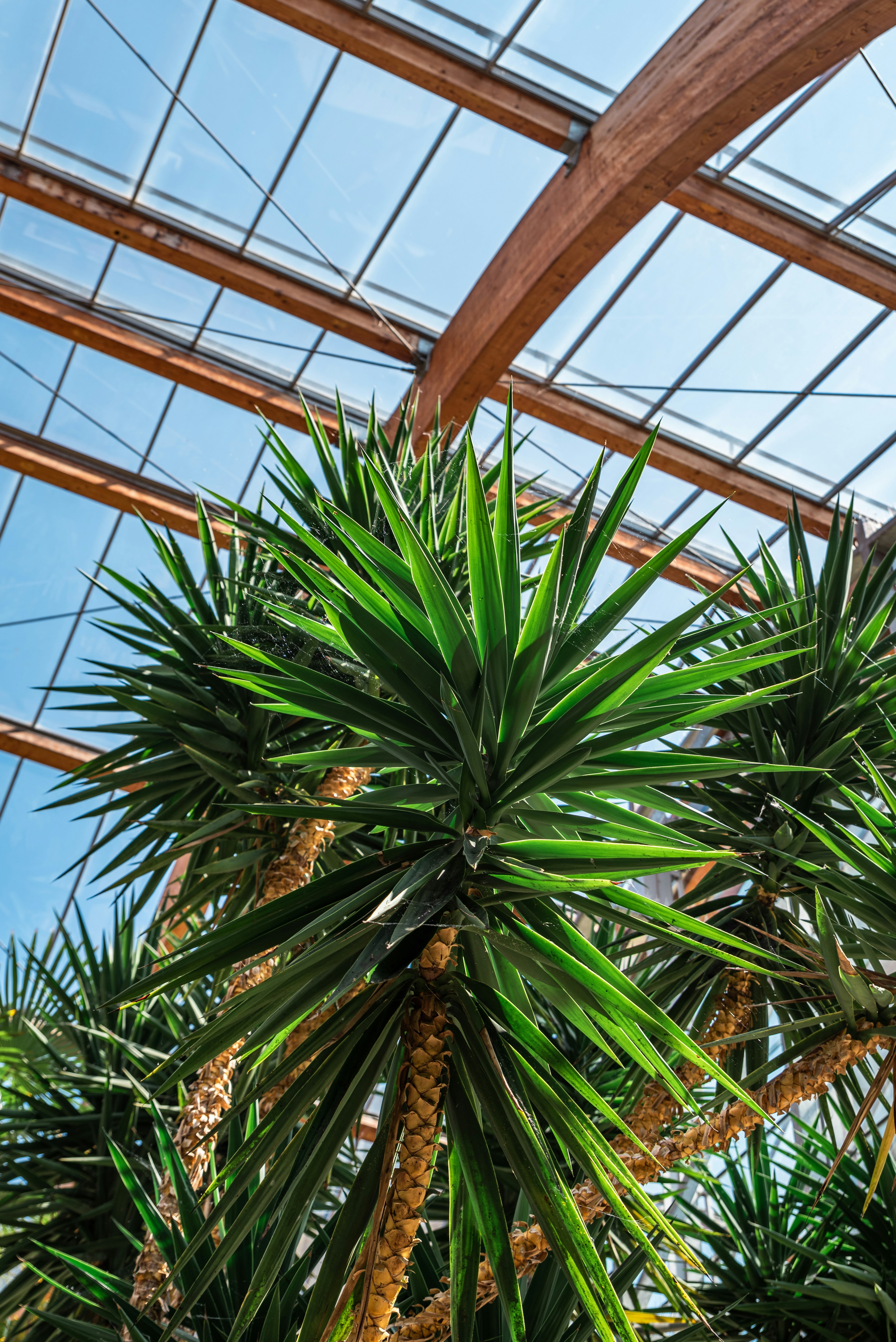 Close-up view of spiky green yucca plants inside a glass-roofed structure with wooden beams, under bright natural sunlight