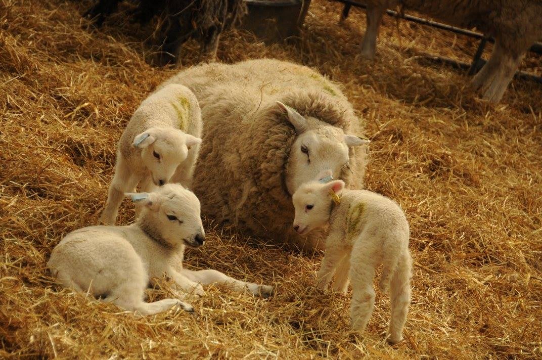 A ewe and three lambs at Whirlow Hall Farm.