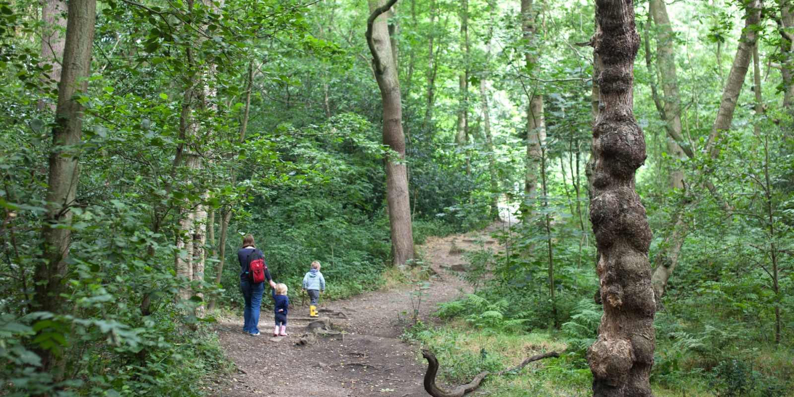 A mother and two children walking along a track in the woods.
