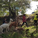 A group of people out walking with Alpacas.