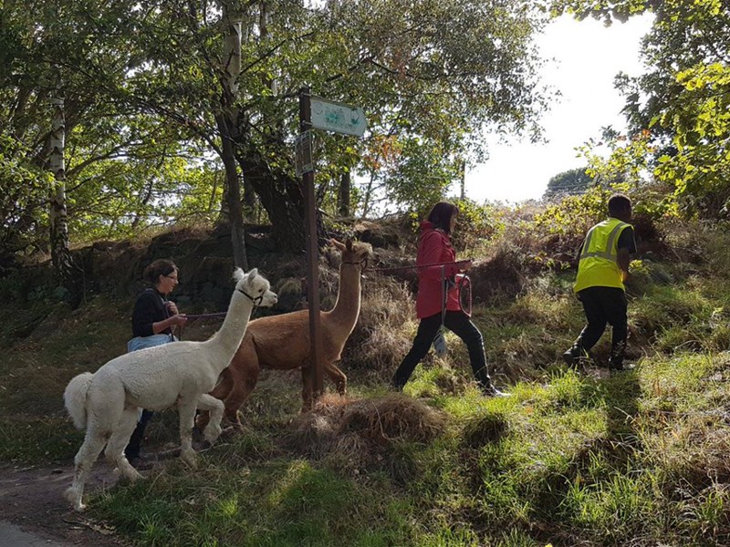A group of people out walking with Alpacas.