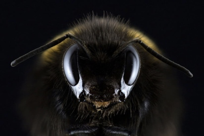An extreme close-up of an insect's head.