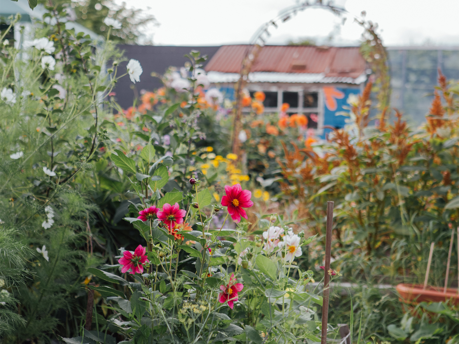 An allotment full of flowers and plants.